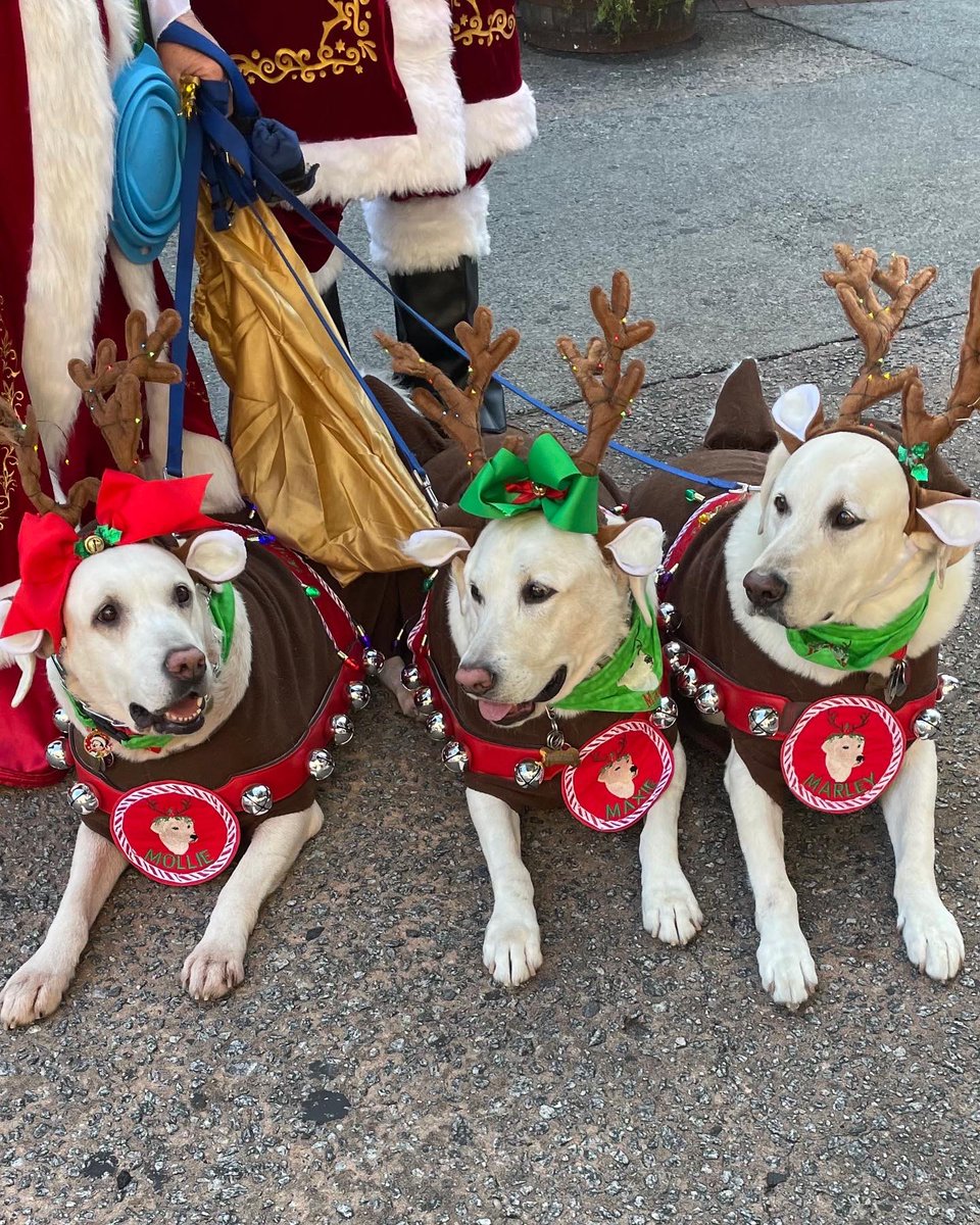 Santa-paws reindeer ❤️🐾🎁🎄💚