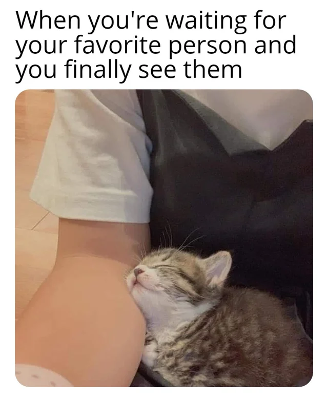 WholesomeMeme's tweet photo. https://t.co/GPue4SsPpf