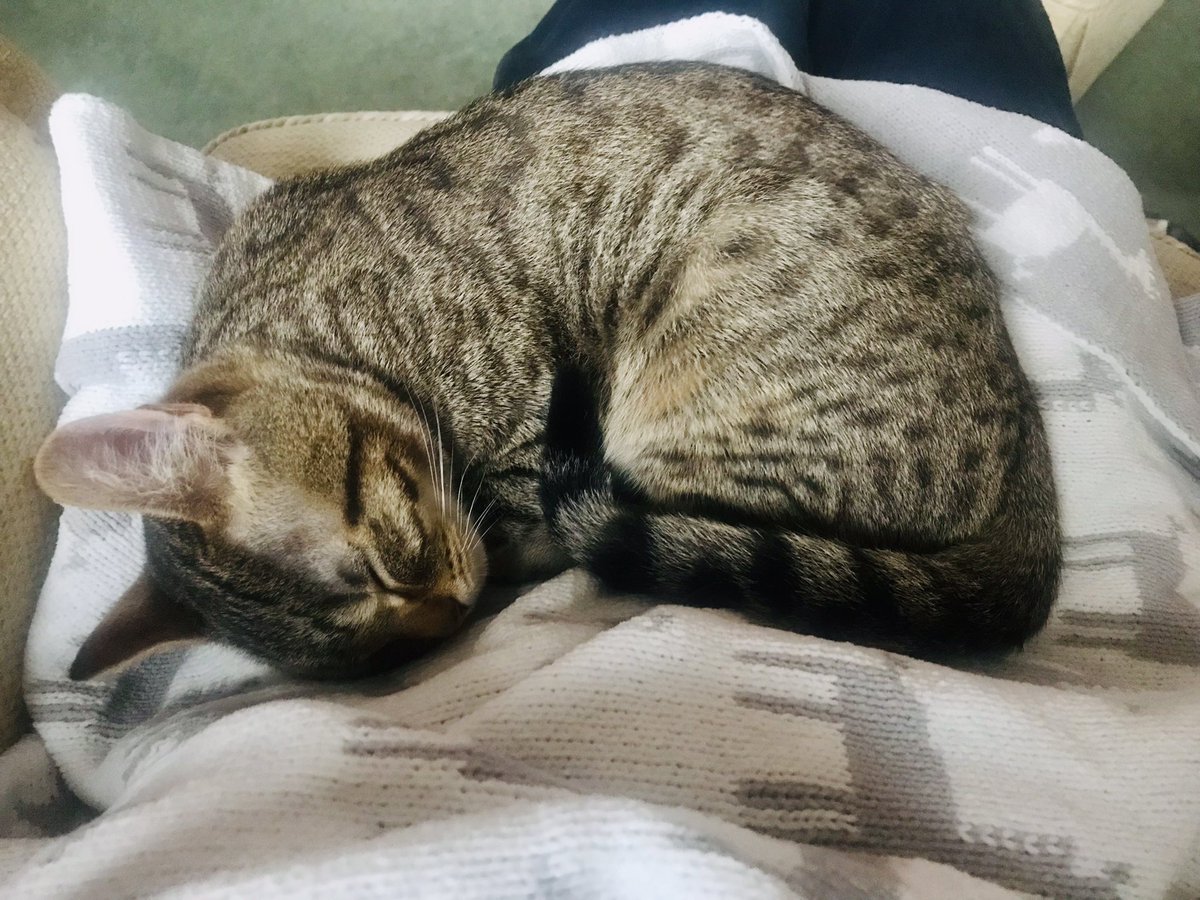 protecting da mama. call me nurse lily nurse😻 #CatsOfTwitter #CatsOnTwitter #cats