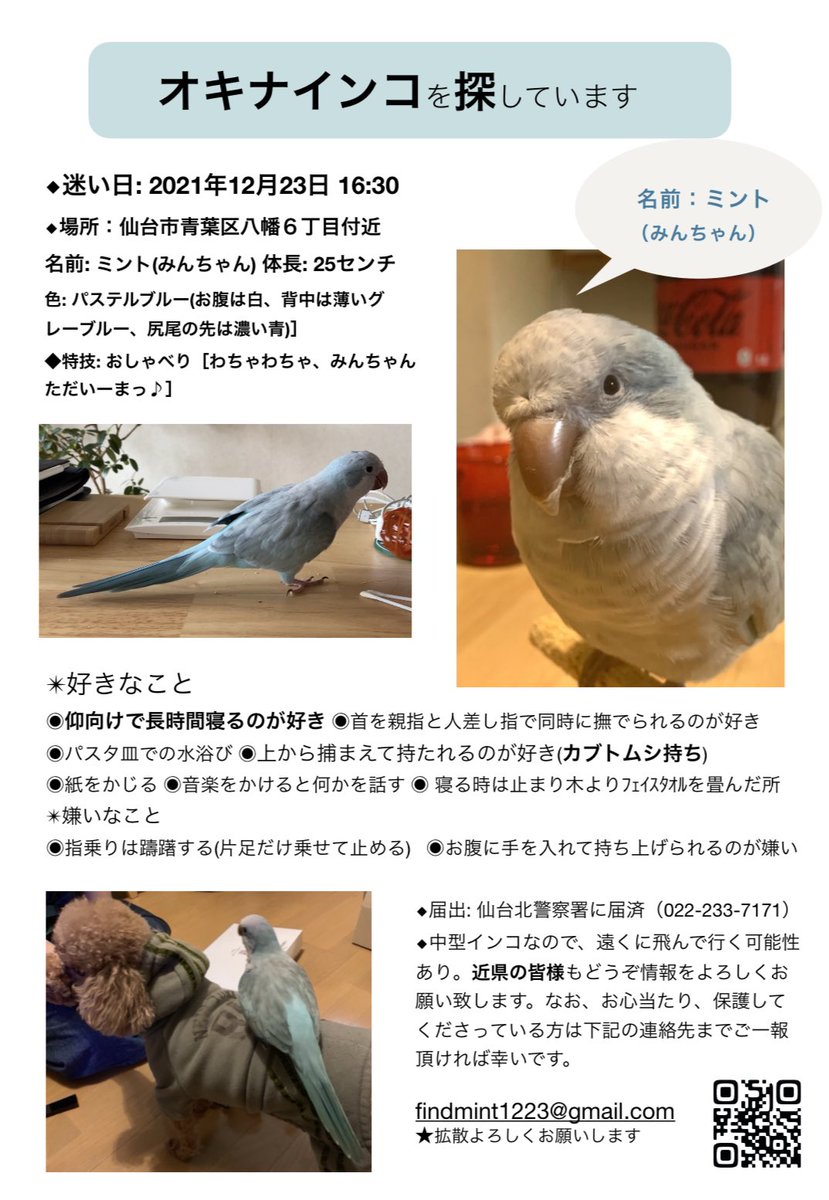Mint32446181's tweet photo. 昨晩大事に可愛がっていたインコが逃げました。自分を悔いて居ます。 https://t.co/ZDX8ahp142