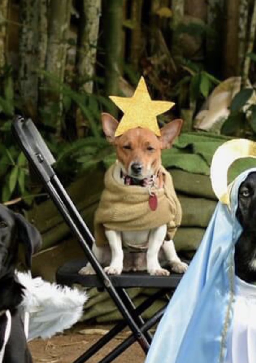 SuavesLomitos's tweet photo. Lo mejor que van a ver hoy 🤩 Una pastorela de puros Lomitos 🎄 Miren bien a la estrella 🌟 

🤩 https://t.co/HRO4AUBafX 🤩 https://t.co/v9gGZHhufU