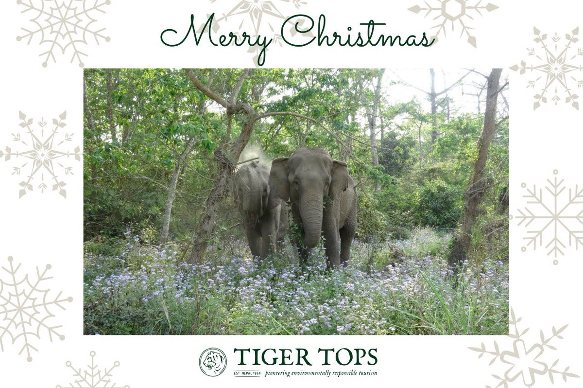 TigerTopsNepal's tweet photo. Merry #Christmas to all our #friends and #families from all of at #tigertops #nepal #happy #holidays https://t.co/hucWXkGbcI