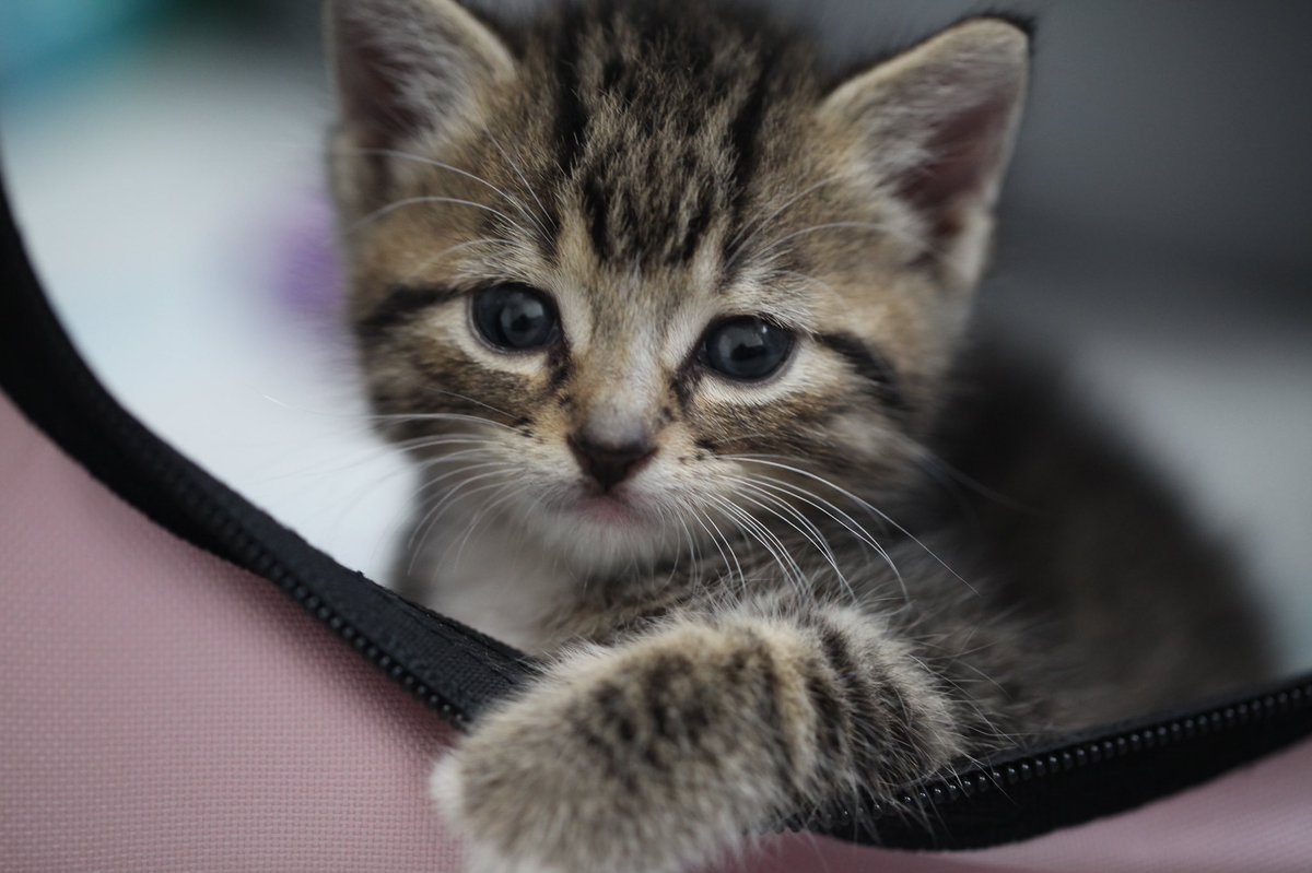RunningwildDoc's tweet photo. We wish everyone a warm and happy holiday season 🥰😺 

And for our fellow feral and stray cats who may not be as warm, consider supporting one of your local animal rescues this season to spread the love! https://t.co/1jLMXoHxW9