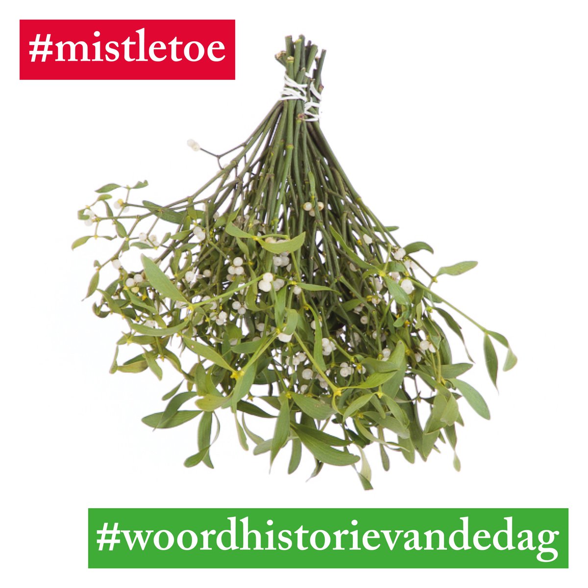 woordhistorie's tweet photo. De traditie om elkaar te kussen onder de #mistletoe stamt af van de Kelten en Germanen, bij wie de heilige #maretak stond voor vruchtbaarheid. Het Engelse woord betekent letterlijk 'poeptak' (#mistle is verwant met #mest). Men dacht dat zaden zich verspreidden door vogelpoep. 1/2 https://t.co/iclpnAgkCc