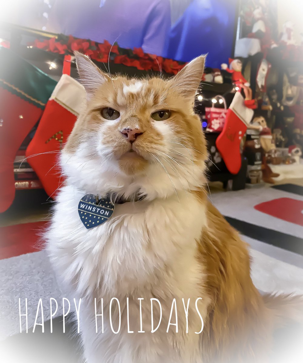 Winston says be merry. And bright. Just like him. 

#CatsOfTwitter #cats #ChristmasEve2021 #Christmas #holidays #Santa #FridayFeeling #CatsOfChristmas ❄️🐾