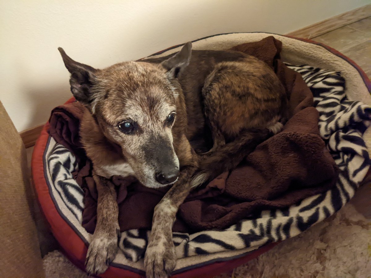 My dad died and his beloved dogs desperately need new homes: Gonta &amp; Mariko (10 yo shepherd mix siblings), Chiwako (8yo chihuahua girl), and Ikura (15yo mixed girl). Thank you for sharing. Description: docs.google.com/document/d/1HD…