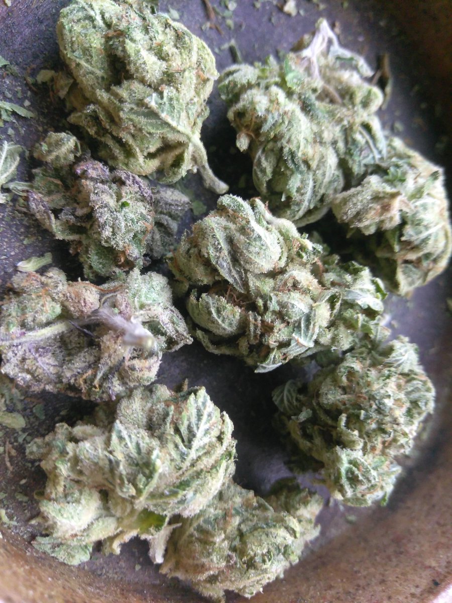 EVERYONE HAVE A GREAT HOLIDAY!!! SMOKE TIME!!! 💨💨✌️