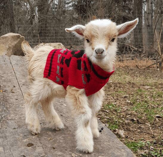 Evie Magazine on X: "Is it too late to add a baby goat in a sweater to our  Christmas list? https://t.co/yb3mPyRDO8" / X