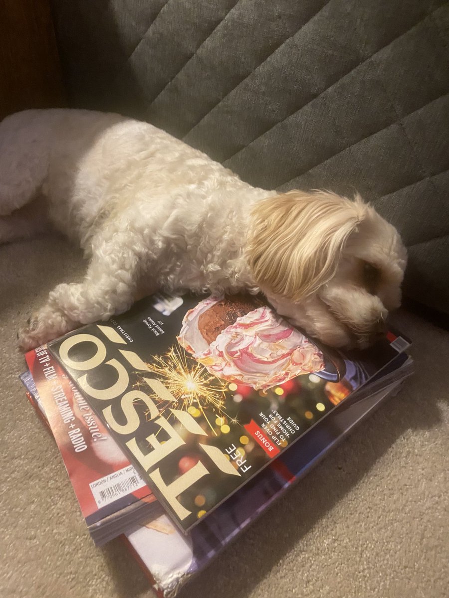 NickyAllan32's tweet photo. @Tesco it’s all a bit too much for Honey 💖 https://t.co/yAzNH0rHqL