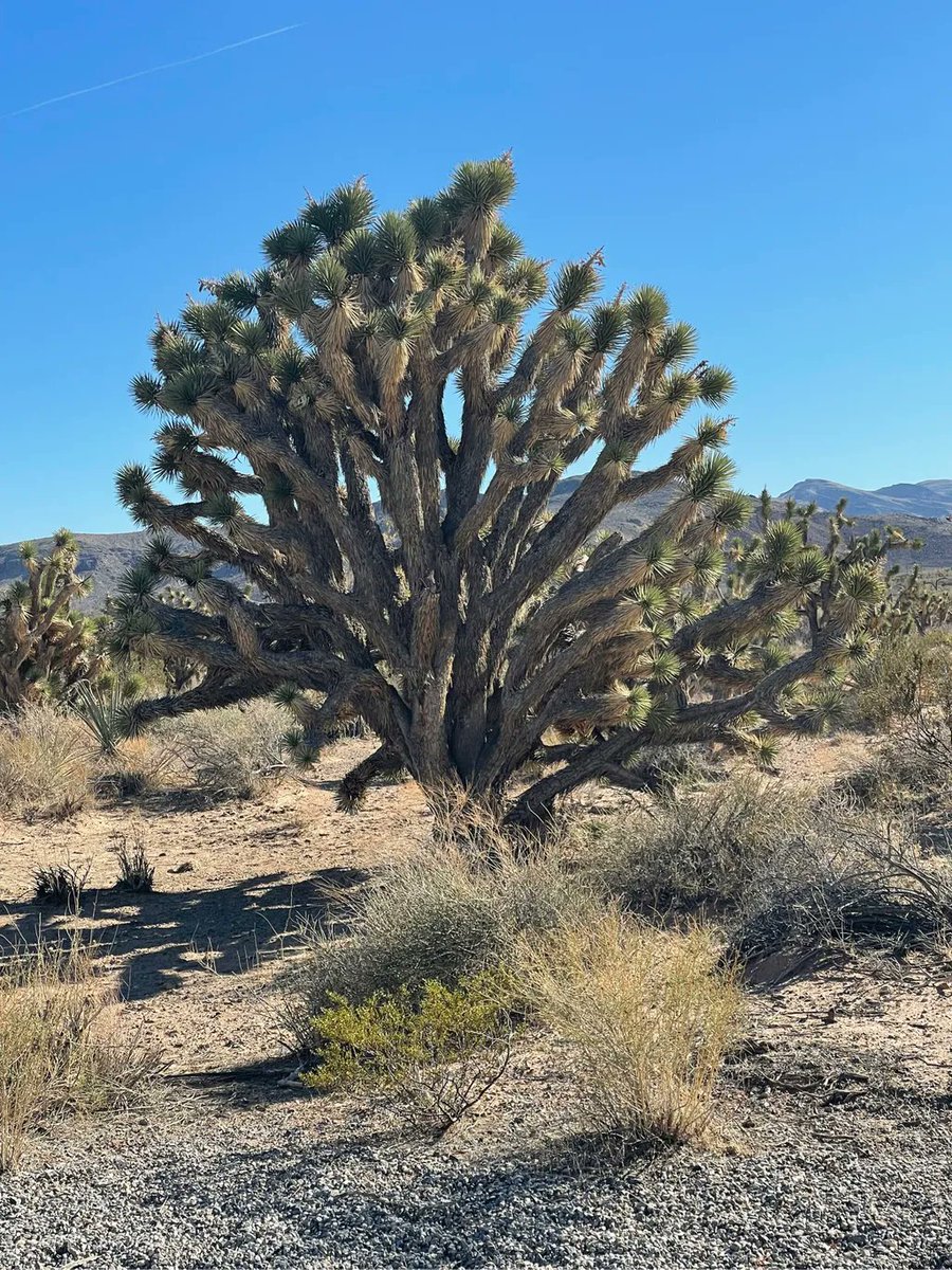 AcupunctureOKC's tweet photo. The Joshua Tree is an amazing example of the resilience nature provides us. Let’s grow together. https://t.co/ZH1MruLNKU https://t.co/YcsIbJKI33