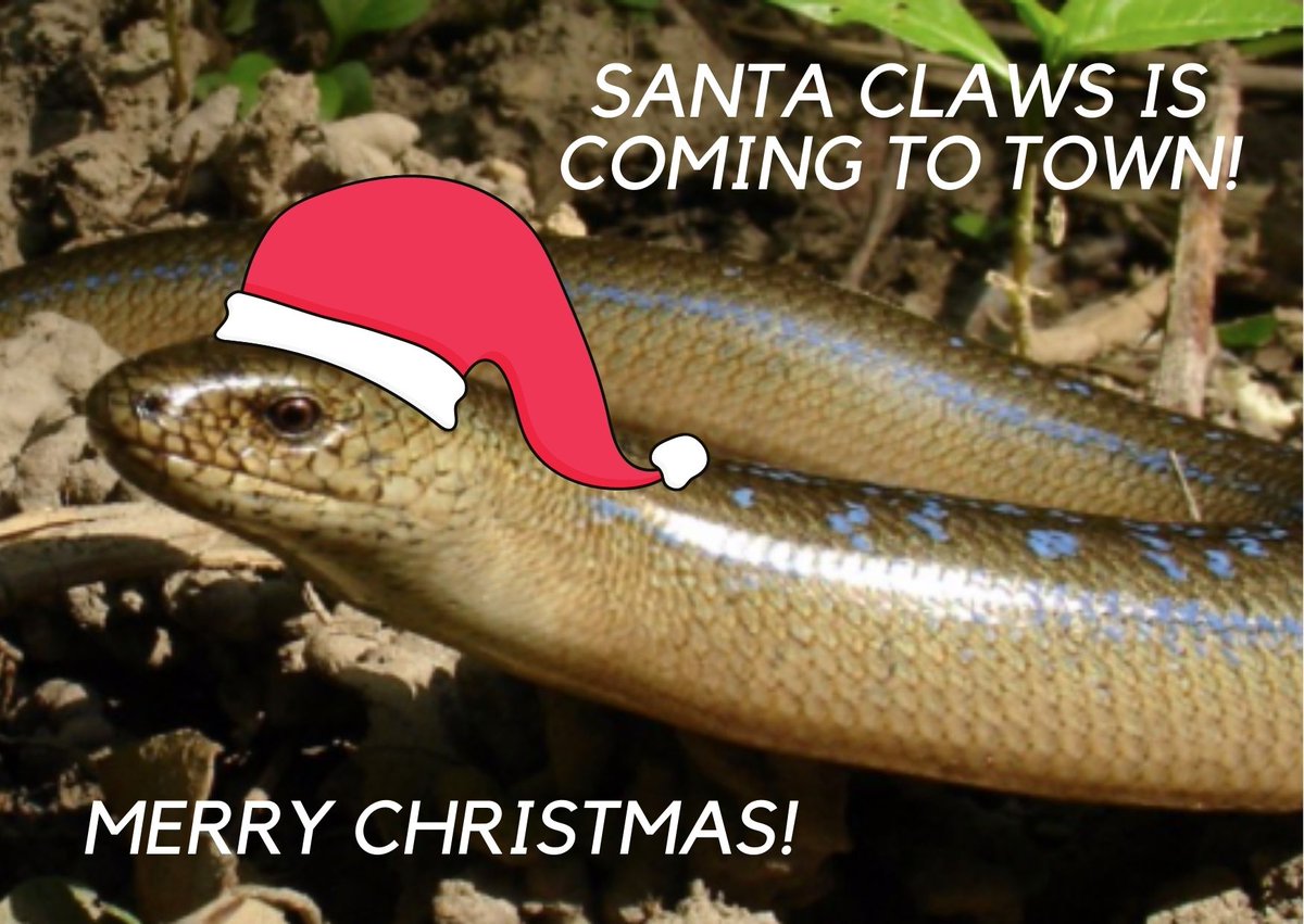 moundandmeadow's tweet image. #Slowworms are one of the #reptiles present at #HengroveMound and #HawkfieldMeadows and is something we will monitor next year! But until then #MerryChristmas, #HappyHanukkah, #HappyKwanzaa - however you celebrate I wish you the happiest holidays and all the best for the #NewYear