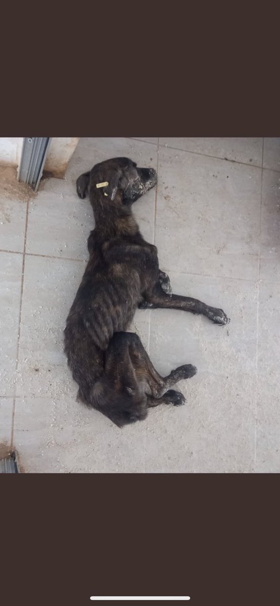 Barınak hiç de güzel bir kelime değil… Buyurun size #barınak gerçekleri… Siz böyle bir yerde barınmak ister misiniz? #SokakHayvanlarıSahipsizDeğil