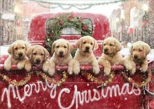 BullockKathie's tweet photo. Merry Christmas to all. https://t.co/9kyLbTqYup