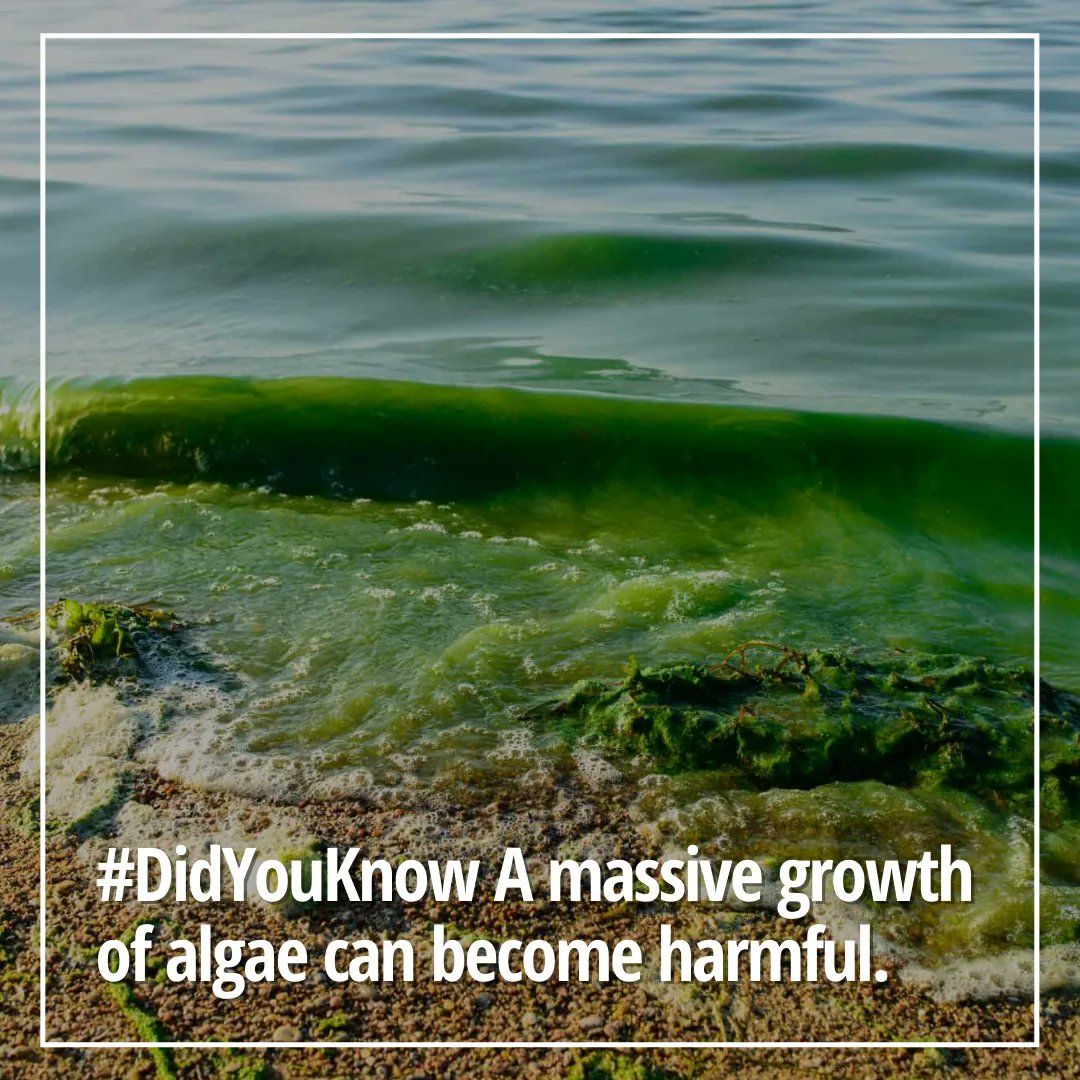 Algae blooms occur when algae populations rapidly increase and then die, creating devastating effects on wildlife, ecosystems, and people.

Nutrient pollution from human activities makes the problem of algae blooms worse, leading to more severe blooms that occur more often.