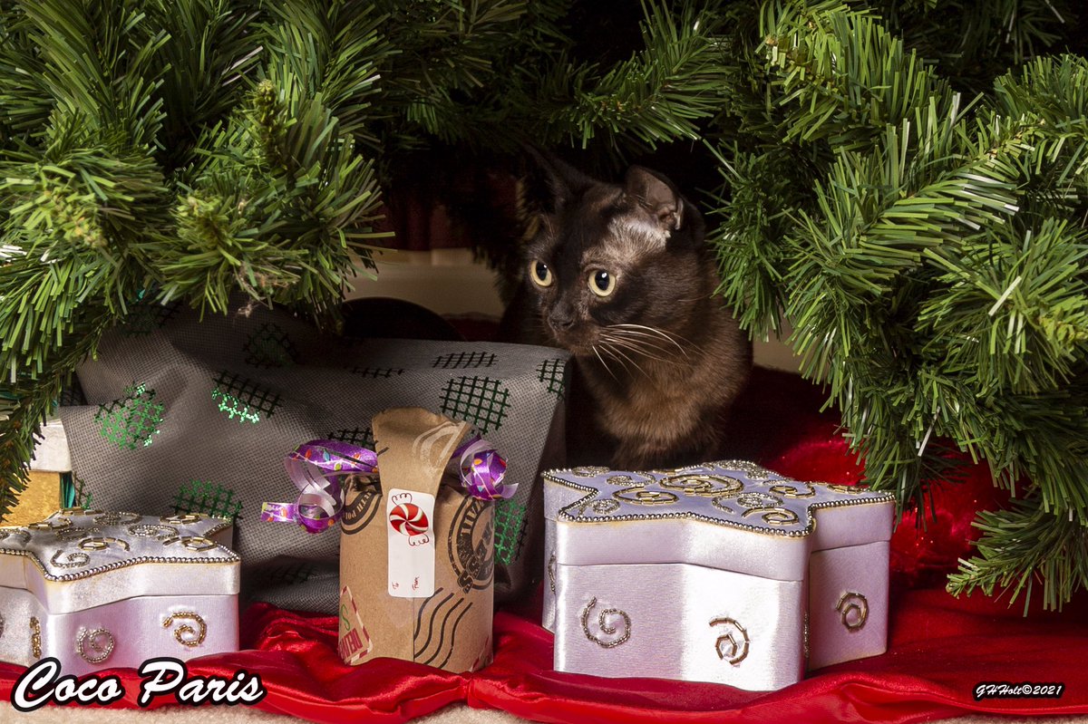 ghholt's tweet photo. My girls Coco Paris &amp; Chanel No5 playing under the Christmas tree. #cfacats #catsoftwitter #burmesecatsoftwitter https://t.co/weh1WYuJry