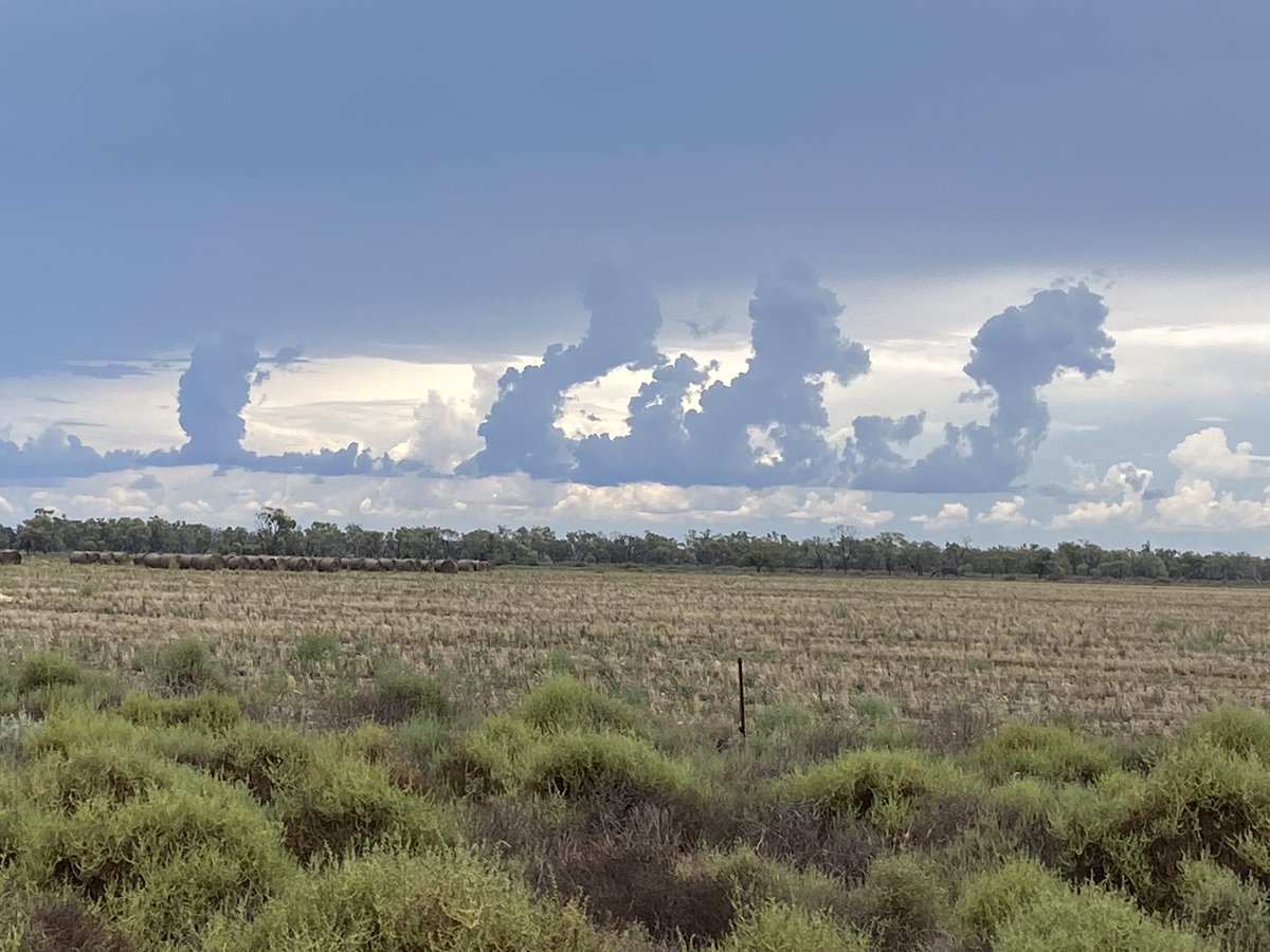 Garry Onus tweet media