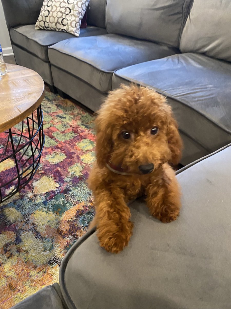 terrinichelle's tweet photo. On vacation and just got a call from my @RoverDotCom sitter that she lost my dog Bean! She said she opened the door and he ran out and crossed street. Bean is 6mo old mini-poodle. She’s in Stonecrest area. #findbean https://t.co/OtQ908VIYS