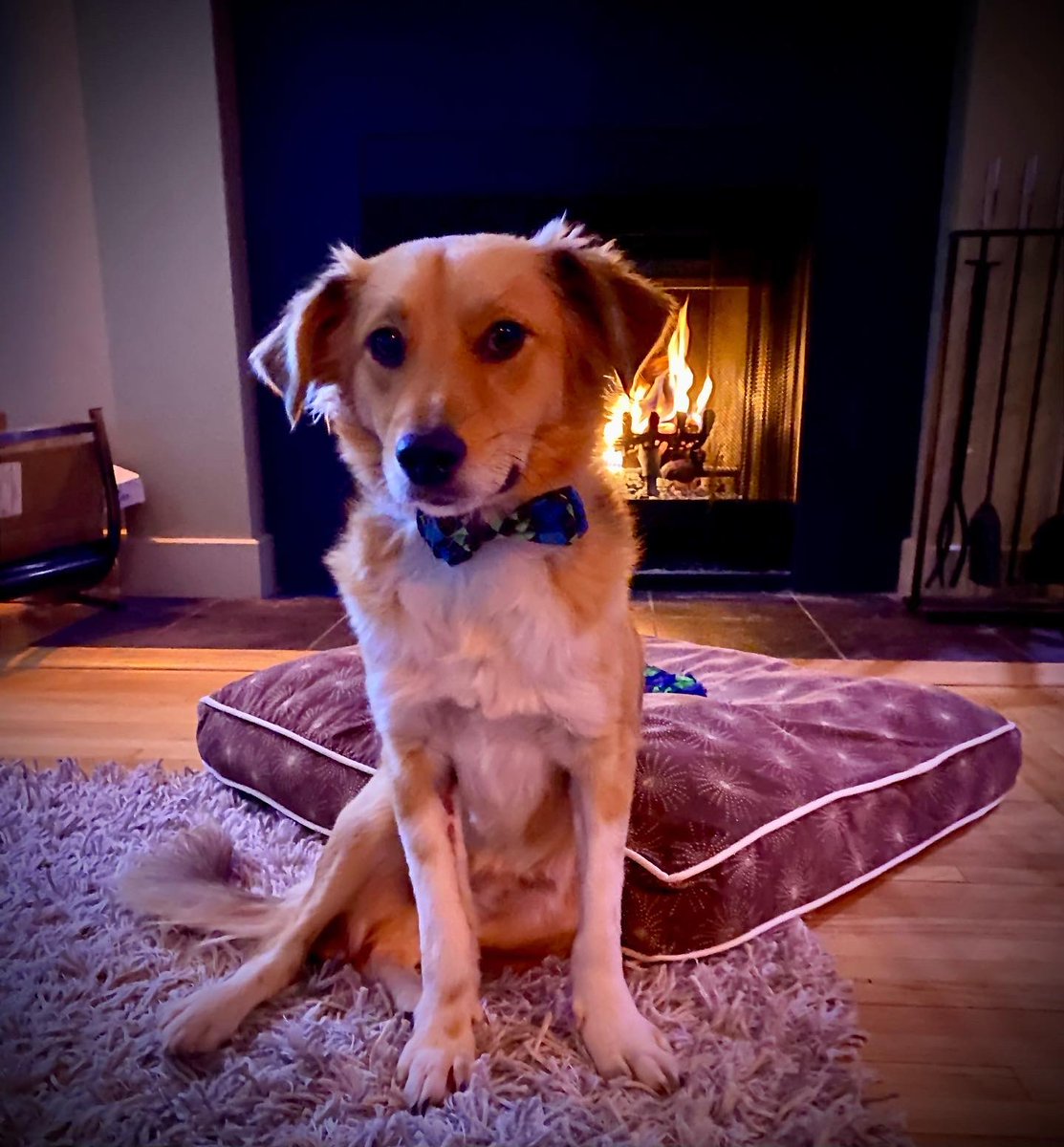 Happy Holidays everyone! 
Our rescue pup Mali is ready for his first Christmas! He brings us joy every day with his resilience and relentless optimism, he also brings purpose to our lives as we think about what 2022 will bring. This feeling is what life is about. 🐾❤️