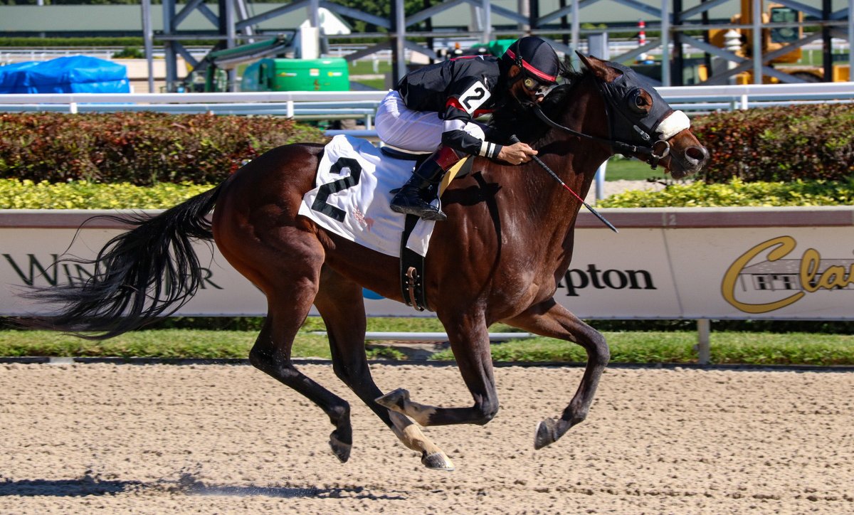 GulfstreamPark's tweet photo. Science Friction scores a dominant victory in race 2, apprentice Franklin Calles up for trainer Armando De La Cerda. #GulfstreamPark #ChampionshipMeet https://t.co/Zl7MiphDvs