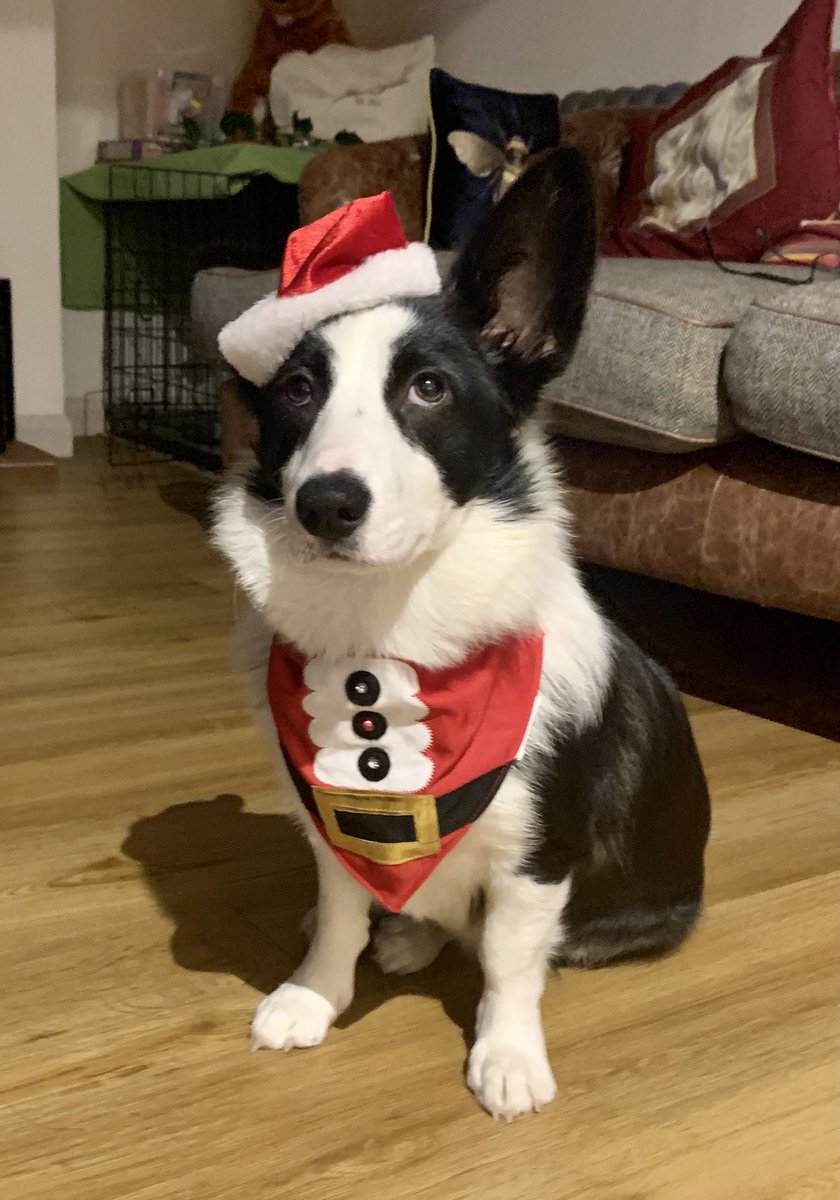 Matt Robinson (@mattrobo15) on Twitter photo Betty the Borgie has got into the Xmas Spirit
Merry Christmas to all you pooches out there.
<a href="/DogsTrust/">Dogs Trust 💛🐶</a>
#DogsofTwittter
#Christmas2021 Betty the Borgie has got into the Xmas Spirit
Merry Christmas to all you pooches out there.
<a href="/DogsTrust/">Dogs Trust 💛🐶</a>
#DogsofTwittter
#Christmas2021