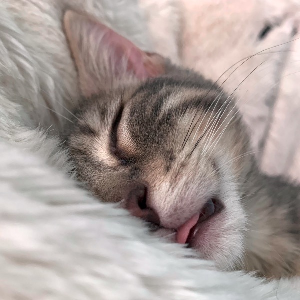 ModernCatMag's tweet photo. Gryffin has hit that post-Christmas, pre-New Year's Eve slump! 😹🐾

📷: Gryffin and his human! Vote for him in the Modern Cat Photo Contest: https://t.co/58iW6oybdj #moderrncat #cats #sleepykitty #cutecats #catsoftwitter #holidayseason https://t.co/VqbT6UJh0L