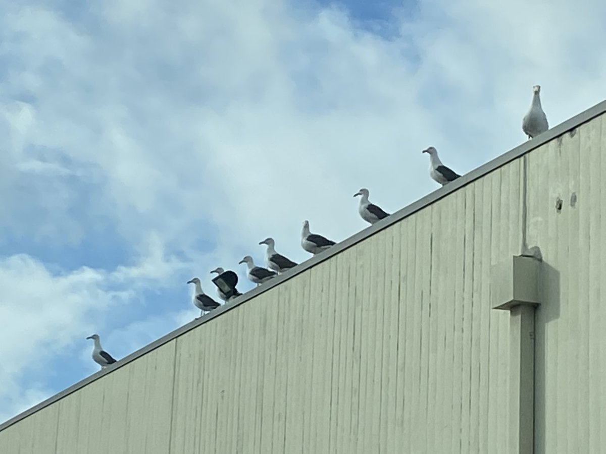 Flock of seagulls greeted me as I pulled into work today.  Just holding a little get-together on the roof of KFMB.