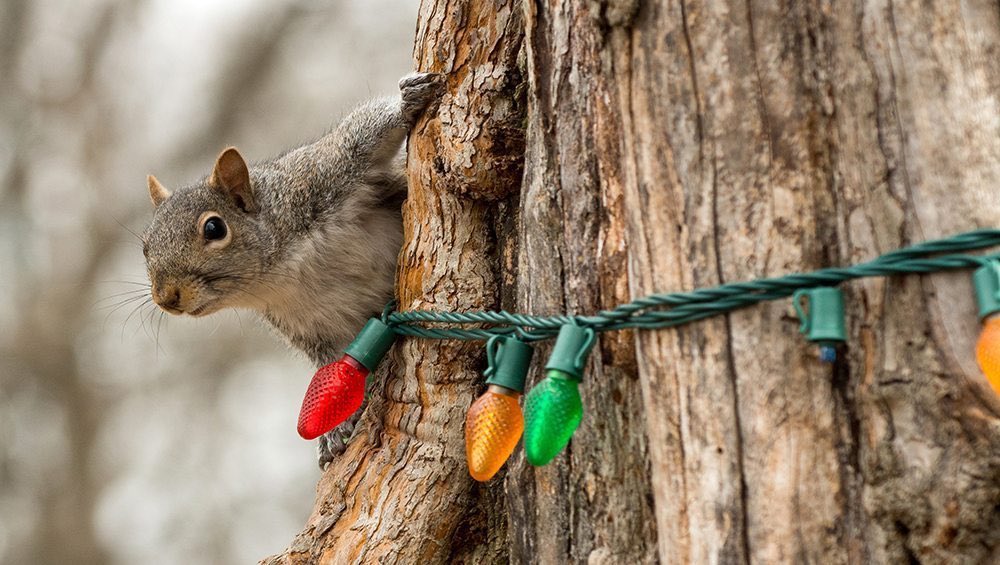 STEMSquirrels's tweet photo. In St. Paul, MN, a $27,000 light display was nearly destroyed by squirrels! It's hard to tell whether the squirrels love Christmas, or hate it! Either way, #SquirrelNet wishes you and the squirrels happy #holidays and an in-tact light display! #FunFactFriday https://t.co/44uKzrGafc
