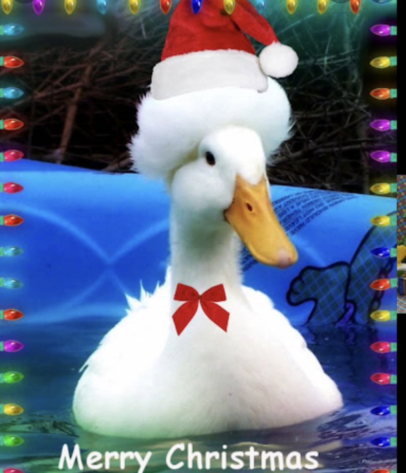 And there goes the last collection of the season. Wishing everyone a happy and safe Christmas. We would be nothing without the huge support of our distributors, stockists and customers. Thanks to each and every single one of you. #thornhillduck #irishproducer