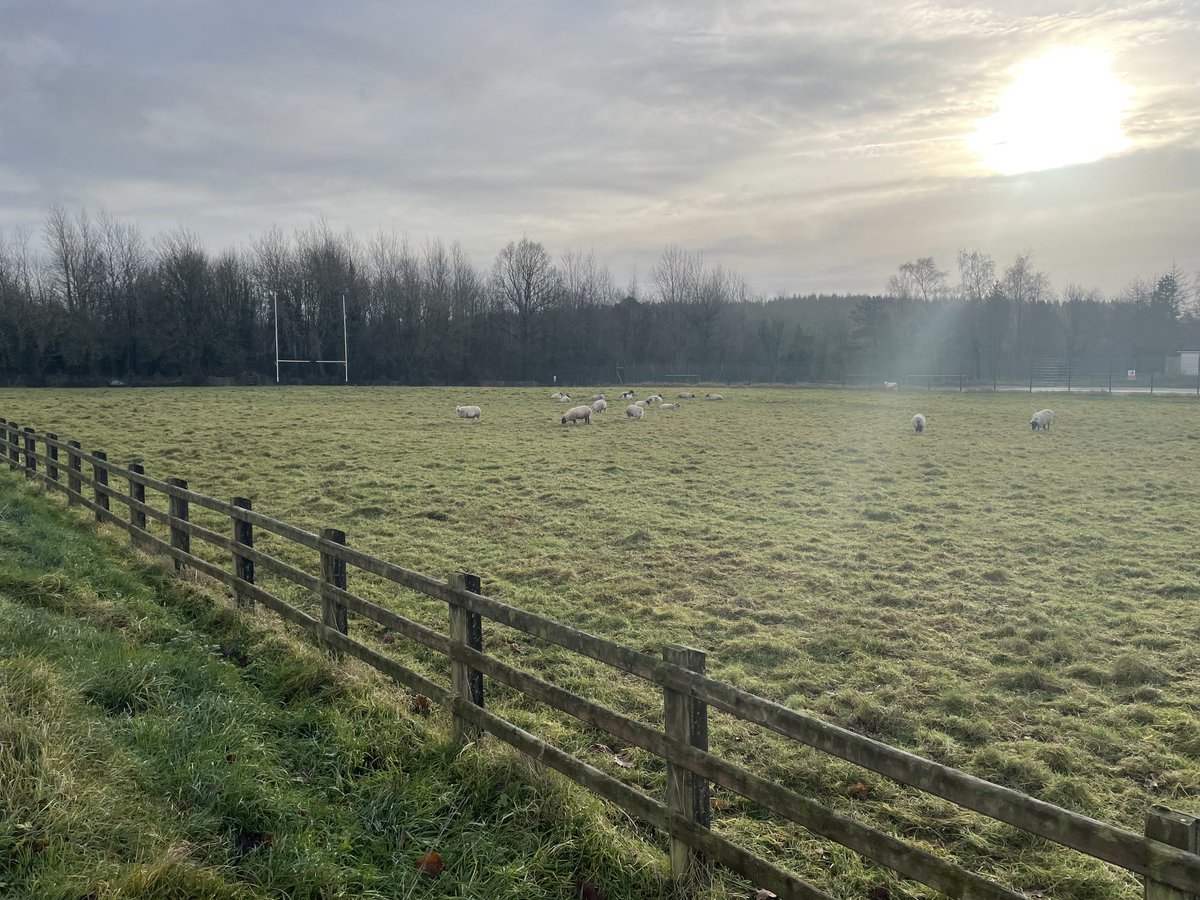 The only animals that will be running around this pitch on Boxing Day this year will be four legged ones 😂
