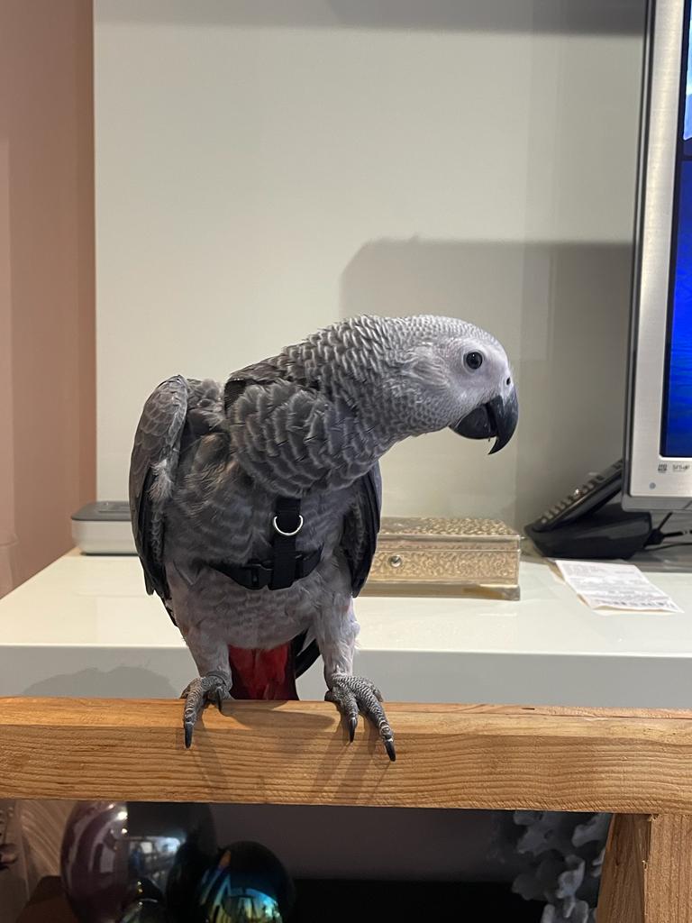 Padmenm's tweet photo. Ayer se escapó el loro de mi vecino. En la zona de Monte Alto. Está anillado y es muy jovencito. A ver si twiter, hace su magia, y tenemos suerte y aparece. Gracias! @vocescoruna @quincemil15000 @laopinioncoruna @silcerino @Policia_Coruna https://t.co/vWsOO3HfxH