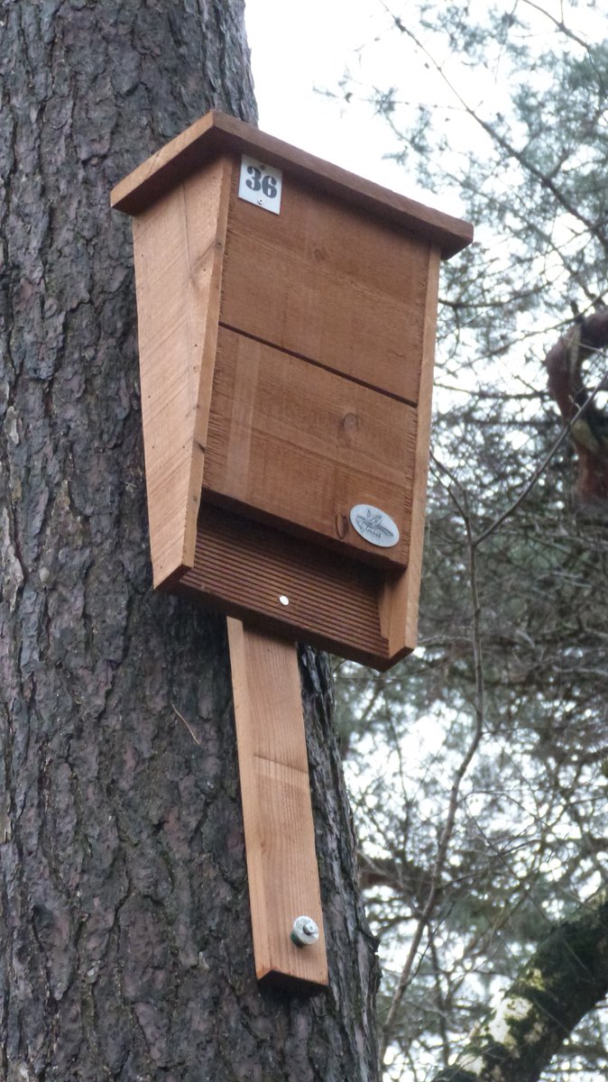 nacht_de's tweet photo. Vandaag 10 nieuwe 🦇kasten gesponsord door @FaunusNature gehangen op voormalig MOB-complex Heesch. Nu de andere 30 verouderde Boshamer-kasten nog omwisselen voor nieuwe. En dan nog effe 40 kasten op MOB Schaijk omwisselen en ook daar 10 nieuwe kasten erbij 😅 #datamakers https://t.co/WPyMoOkOGE
