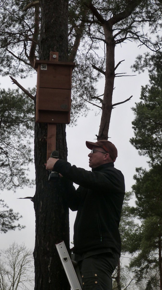 nacht_de's tweet photo. Vandaag 10 nieuwe 🦇kasten gesponsord door @FaunusNature gehangen op voormalig MOB-complex Heesch. Nu de andere 30 verouderde Boshamer-kasten nog omwisselen voor nieuwe. En dan nog effe 40 kasten op MOB Schaijk omwisselen en ook daar 10 nieuwe kasten erbij 😅 #datamakers https://t.co/WPyMoOkOGE