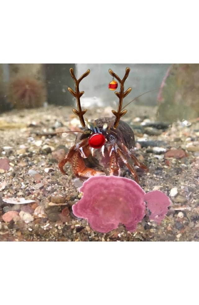 Happy Christmas from all your crabby friends in the Bonne Bay Aquarium <a href="/grenfellcampus/">Grenfell Campus</a>
