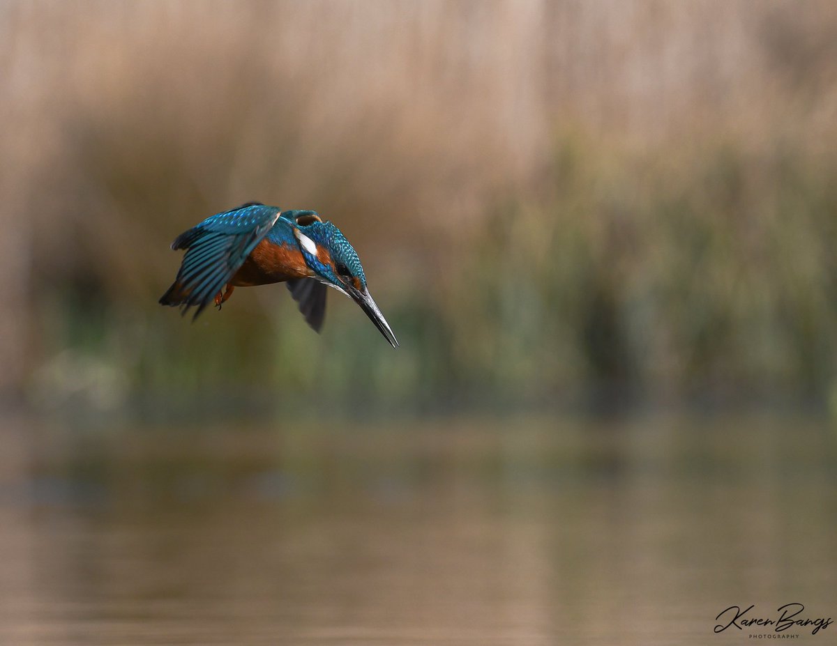 RT @karenebangs: Kingfisher diving for lunch.