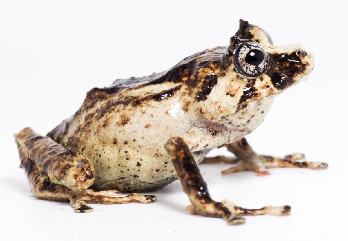 onlyFAUNA's tweet image. I introduce to you the recently described rain frog, Pristimantis paulpittmani, that was published yesterday in mdpi.com/2673-6500/2/1/2. The discovery of Pristimantis paulpittmani was possible thanks to the funds of @CommunityCEPF, @profonanpe_peru, and @RainforestPrtnr. #frogs