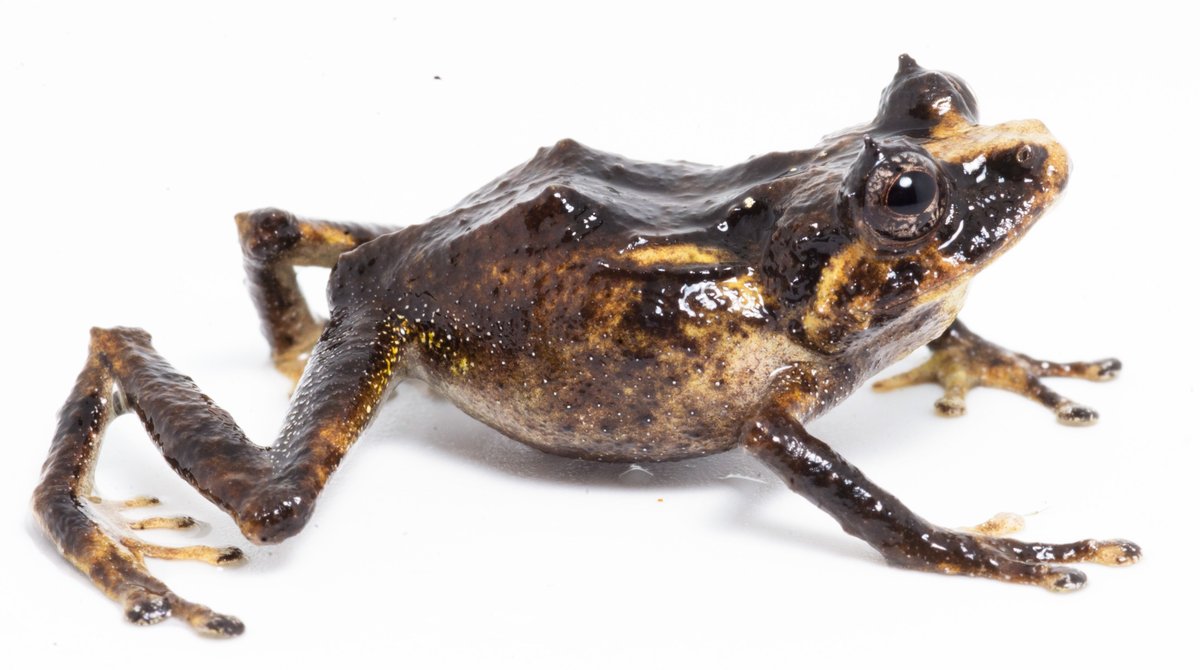 onlyFAUNA's tweet image. I introduce to you the recently described rain frog, Pristimantis paulpittmani, that was published yesterday in mdpi.com/2673-6500/2/1/2. The discovery of Pristimantis paulpittmani was possible thanks to the funds of @CommunityCEPF, @profonanpe_peru, and @RainforestPrtnr. #frogs