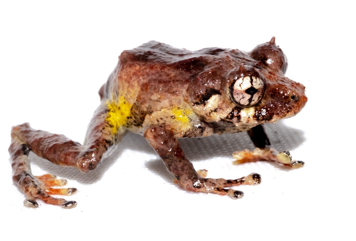 onlyFAUNA's tweet image. I introduce to you the recently described rain frog, Pristimantis paulpittmani, that was published yesterday in mdpi.com/2673-6500/2/1/2. The discovery of Pristimantis paulpittmani was possible thanks to the funds of @CommunityCEPF, @profonanpe_peru, and @RainforestPrtnr. #frogs