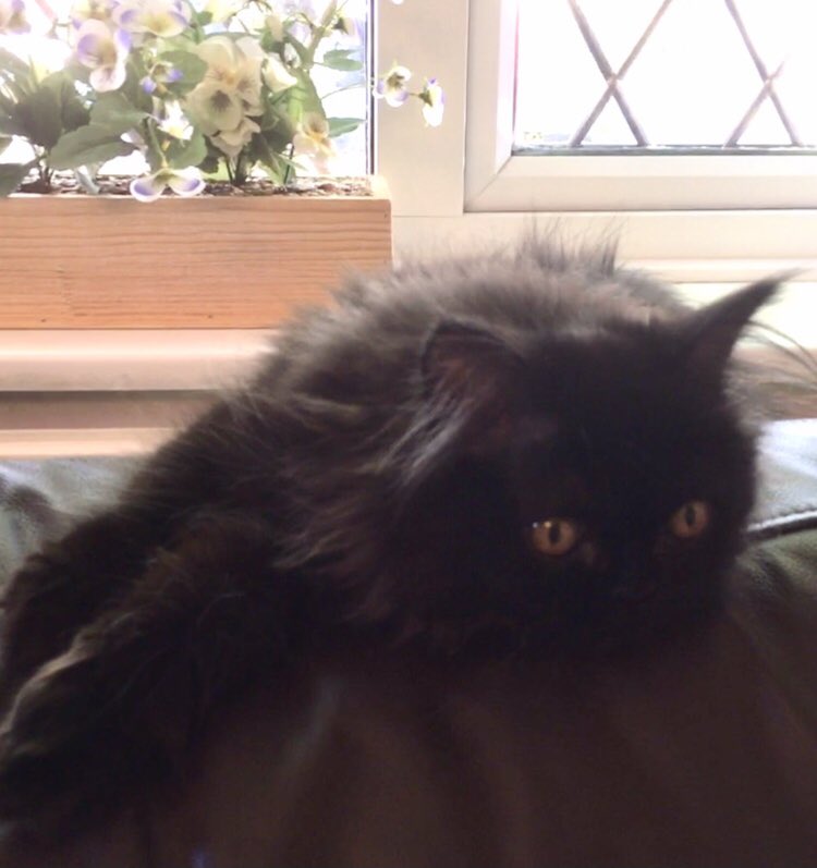 DomainDoris's tweet photo. @ShivaandJaya Oh Floof, of course it is! Crispmouse Eve has thrown me off my game! #FrontPaw Friday πΎπ₯°πΎ https://t.co/D4i6zvHMhT