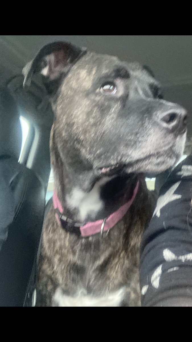 #thatsjustmybabydog #canecorsobocerpitbullmix #spoiled #dyna