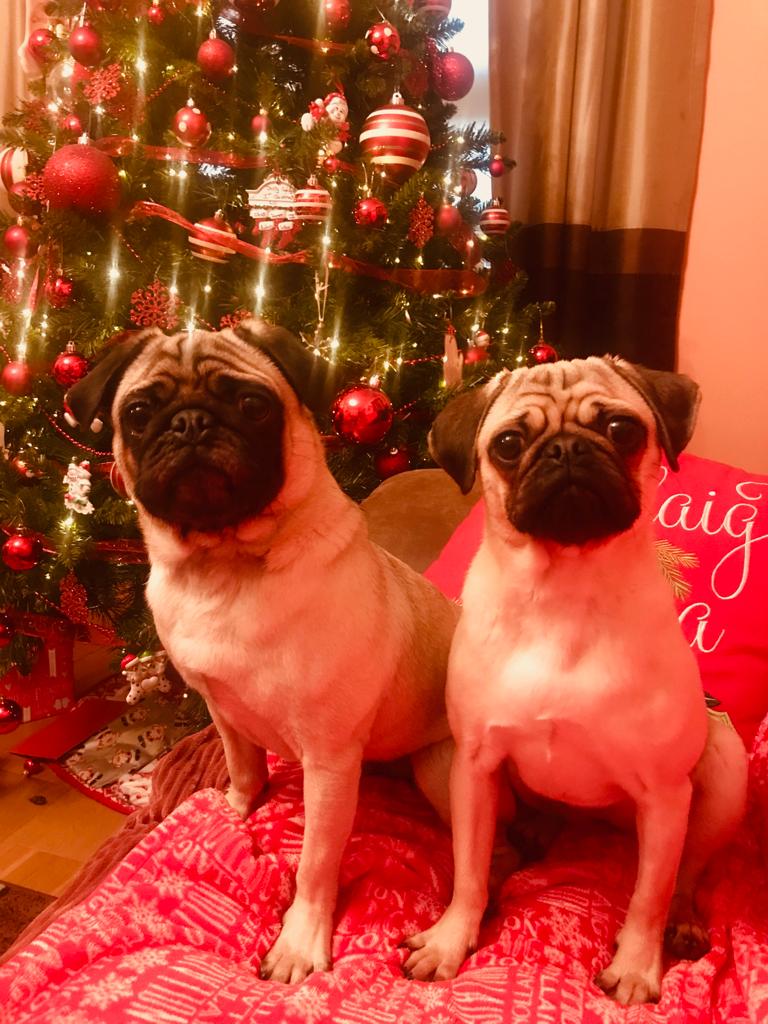 scamp_champ's tweet photo. Merry Christmas pals. Hope you all have a good yin.  🎄🎅🧑‍🎄 https://t.co/37DnWwqfcq