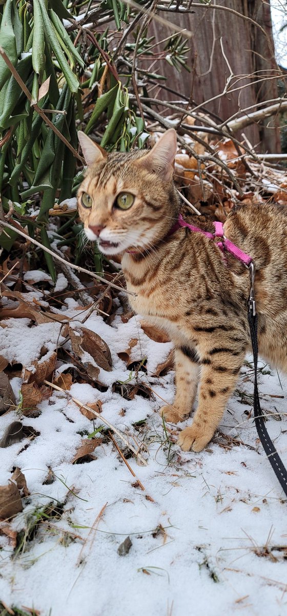 Stonz_camp's tweet photo. Merry #ChristmasEve πππ
Its snowing! I hope everyone has a beautiful & safe Holiday this 2021 season, Enjoy & be merry!!!
Your friend, Cokes π»βοΈπ»...
#CatsOfTwitter #cats #bengalcat #meowpositive2021 #Christmas2021 https://t.co/RacWsVF4sm
