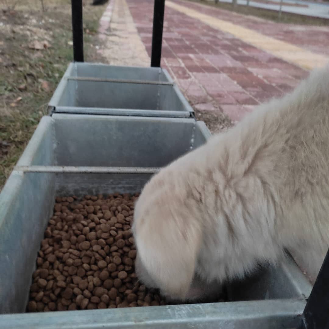 Bugün beslememizi sizden gelen bağışlar ve <a href="/helpimal/">Helpimal</a> uygulamasındaki düellodan kazandığımız 15 kg mama ile gerçekleştirebildik. 🐕
Sularının birkaç saate donabildiği bu havalara onların dayanabilmesi için bağışlarınıza ihtiyacımız olduğunu unutmayın. 🙏🏻🐾