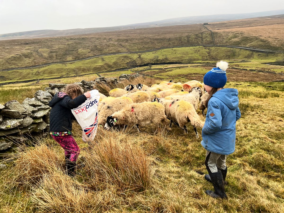 YorkshireShepherdess tweet media