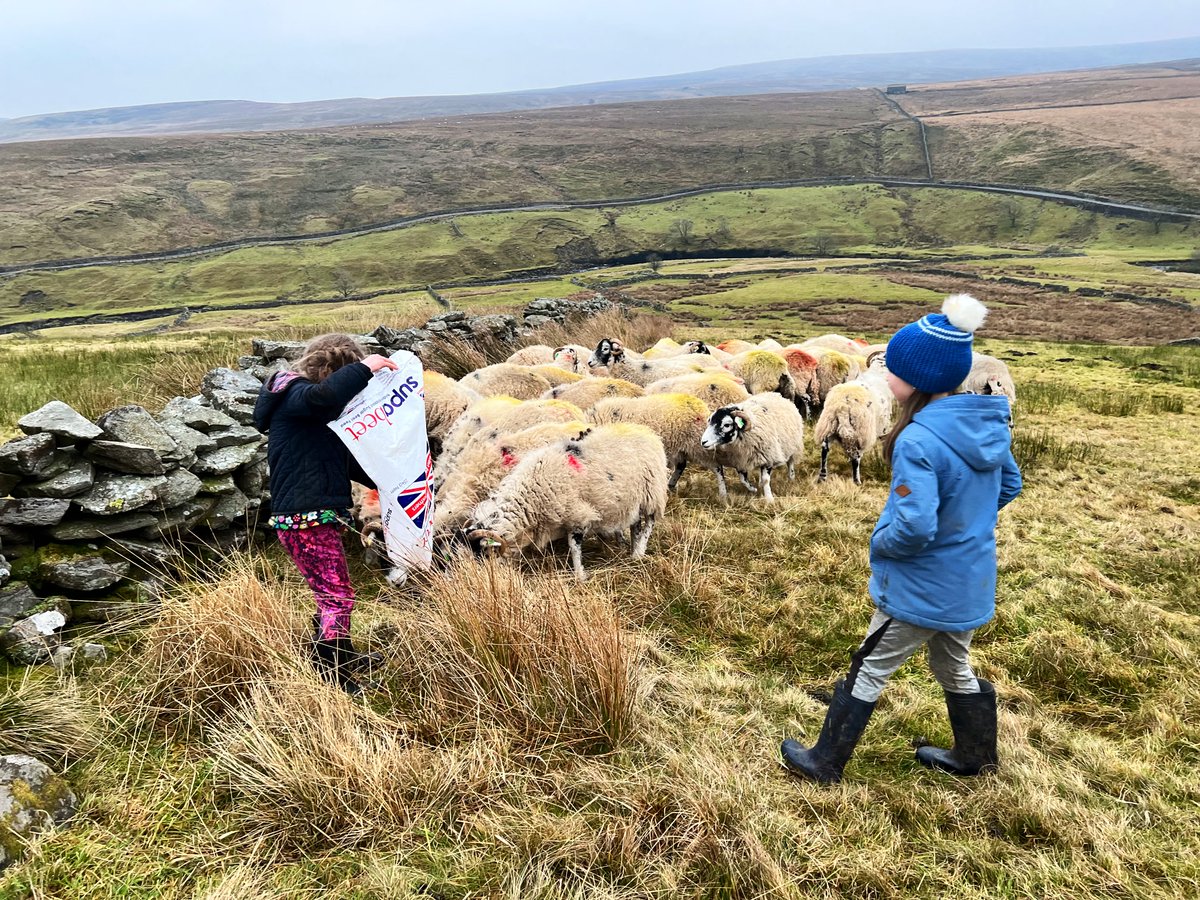 YorkshireShepherdess tweet media