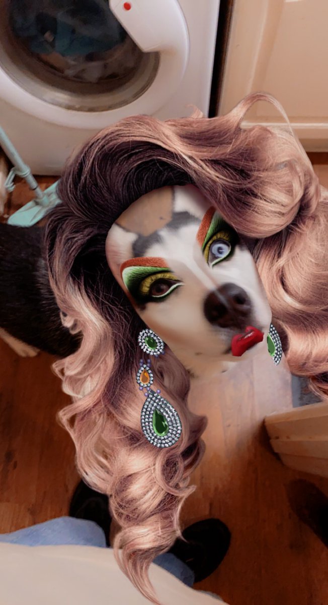 Magicmercer's tweet photo. Look it’s Vander as a Drag Dog. #Drag #filter #dragdog https://t.co/gBy2CvTD0m