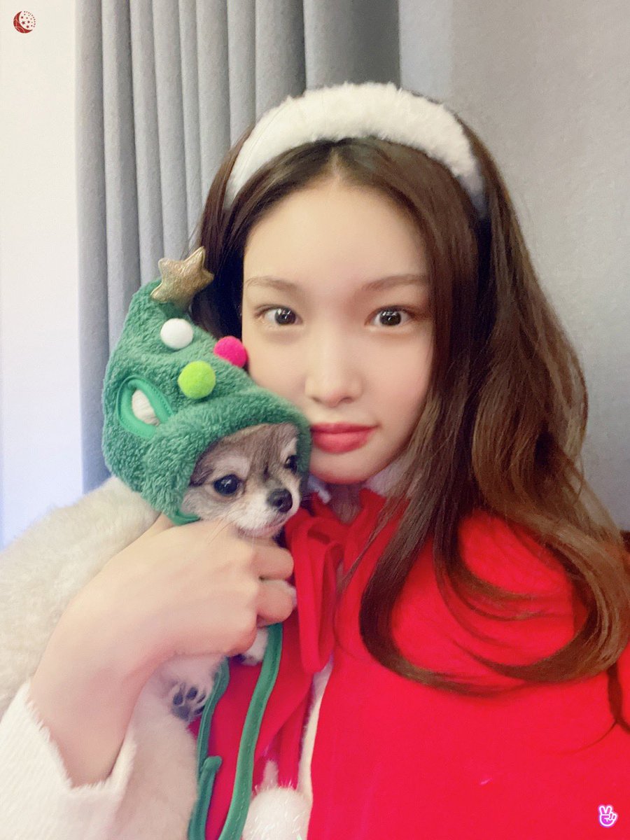 chtapes's tweet photo. merry christmas, byuls! 🎄💗 https://t.co/yNue1UGBqr
