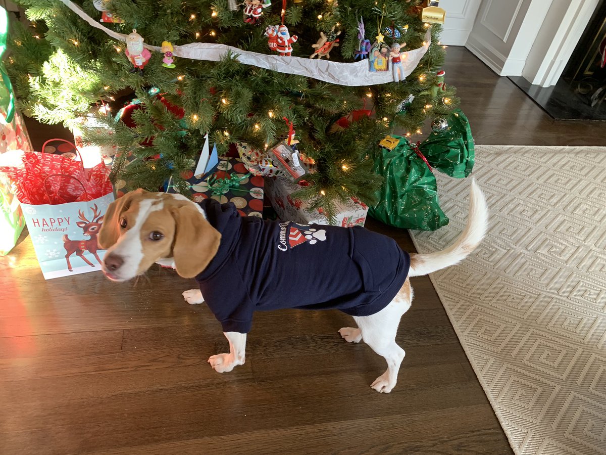 BeagleLemon's tweet photo. When you’re the pup to the Commodore, you’re the CommoDog! 🐶#beaglefacts #beagles #puppiesoftwitter #dogsoftwitter https://t.co/OJTr7TuZZg