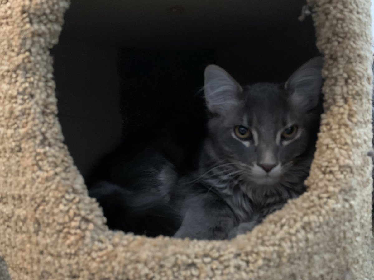 TheGraybies tweet picture