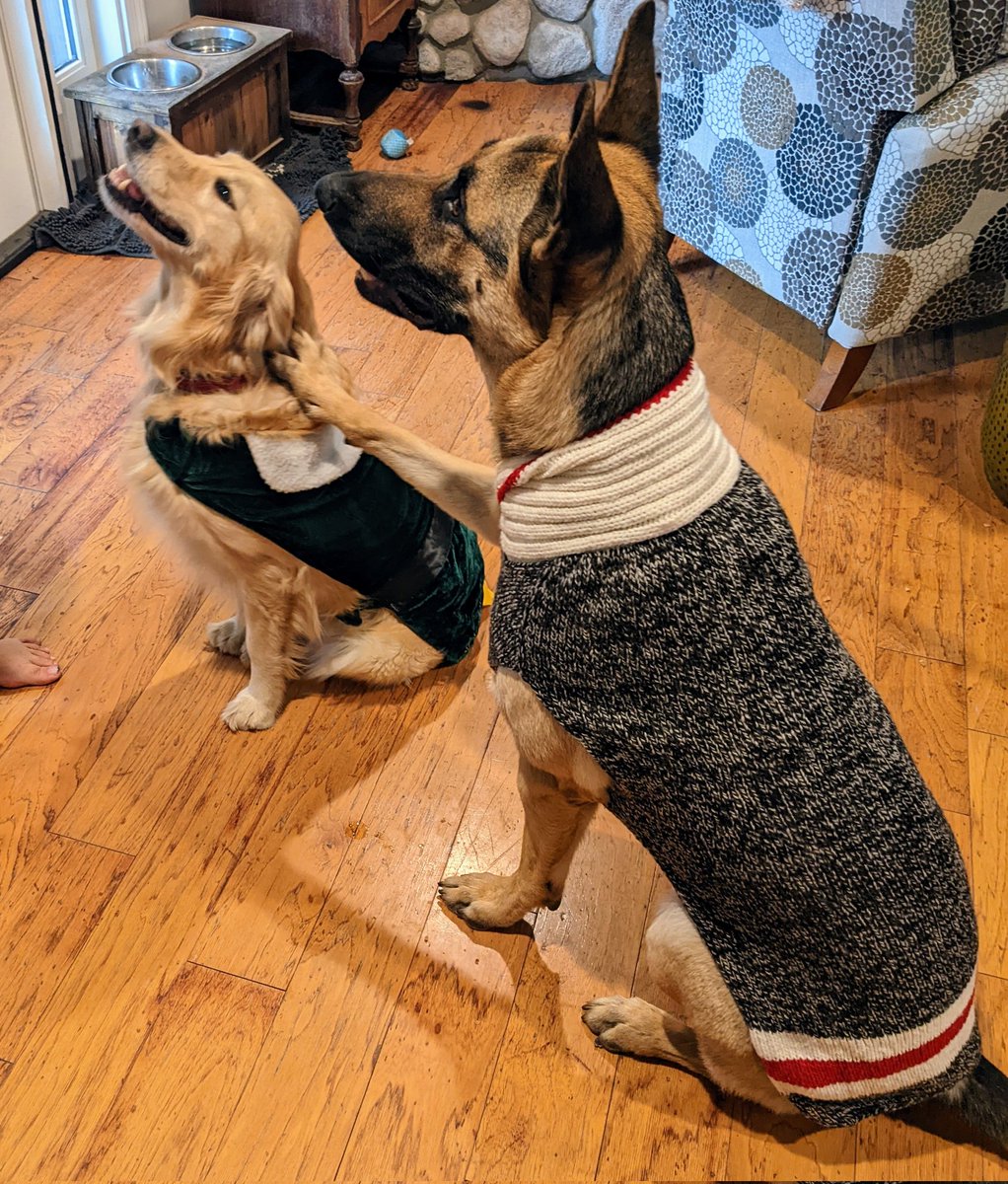 marksbald's tweet photo. Thinking of you @oliverhaimson as I dress my dogs for the holiday season. https://t.co/JaKaWYA45n