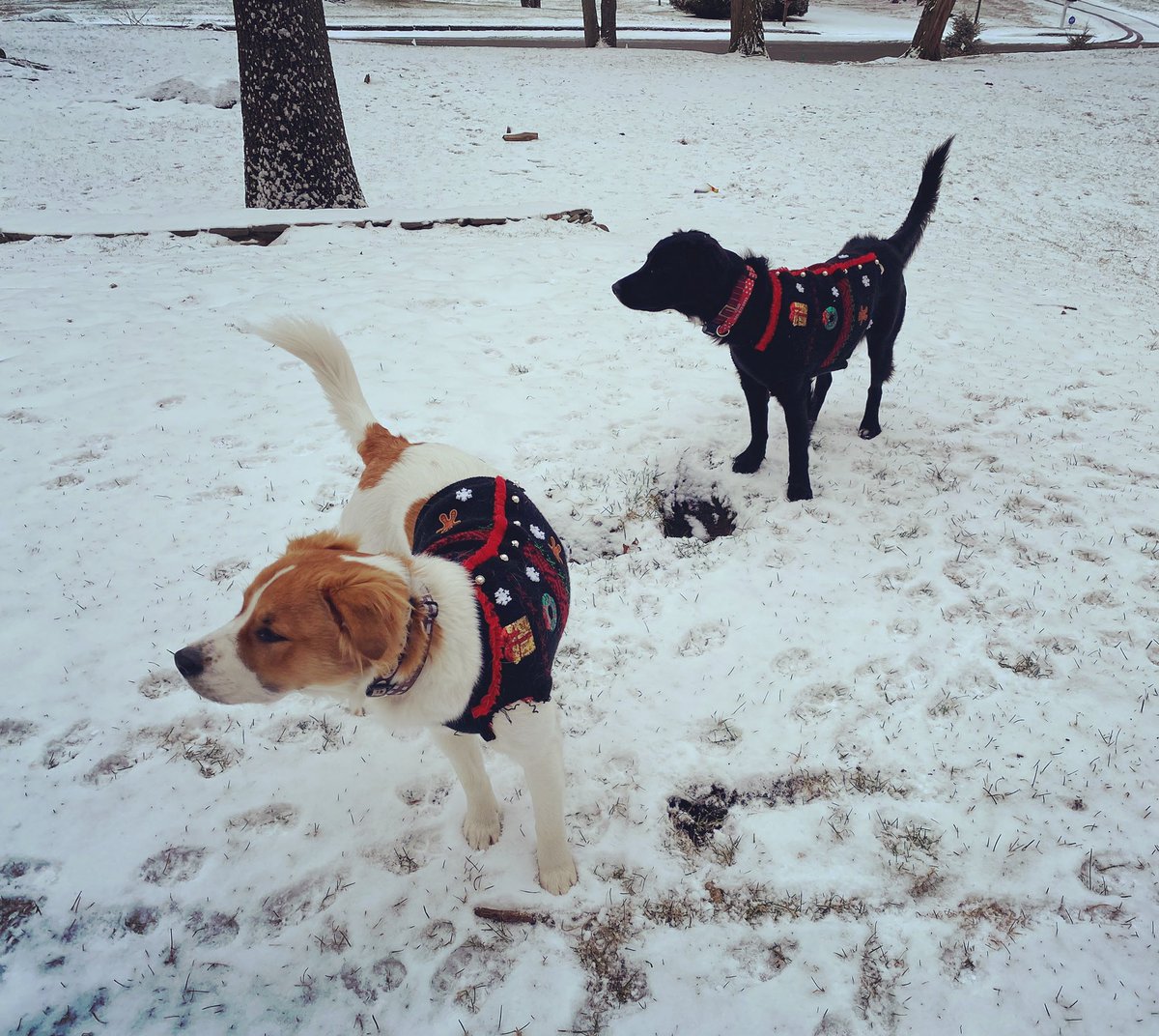EricKlimowich's tweet photo. Merry Christmas Eve! 🎅🏻🎄❄️🐕‍🦺🦮 #merrychristmas #christmaseve #christmas #snow #snowdog #doglife #uglychristmassweater #uglysweater #dogsofinstagram #DogsofTwittter https://t.co/BKDh1c39hE
